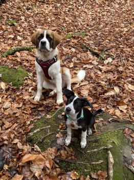 Paisley Jane, Saint Bernard