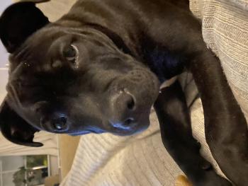 Sonny, Staffordshire Bull Terrier