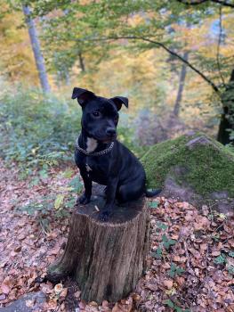 Ruby, Staffordshire Bull Terrier
