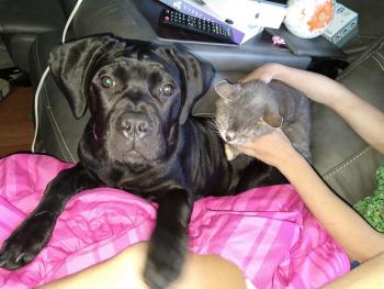 Maya, Cane Corso