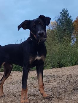 Rio, Otros perros