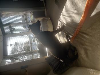 Sonny, Autres Chiens