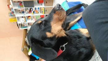 Phénix, Beauceron