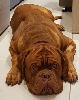 Pirate, Dogo De Burdeos