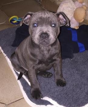Roy, Staffordshire Bull Terrier