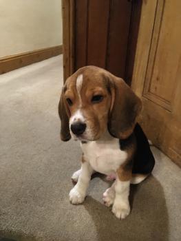 Monty, Beagle