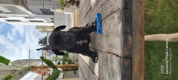 Titta, Cane Corso