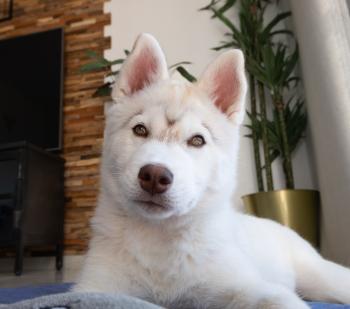 Tsar, Siberian Husky