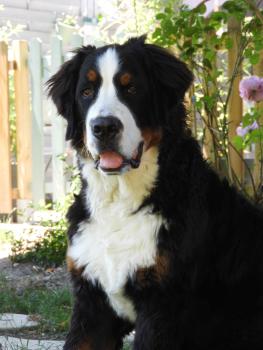 max, Bernese Cattle Dogs