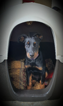 Romy, Beauceron