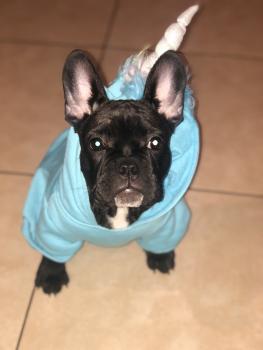 Leila, Bulldog Francés