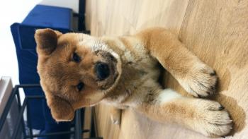 Ivan, Shiba Inu Japonés