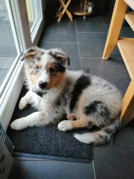 ROSCO, Pastor Australiano