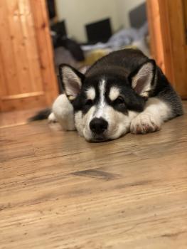 Doku, Malamute De Alaska