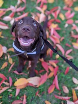 Otis, Labrador Retriever