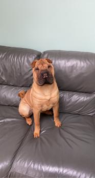 Stella, Shar-Pei
