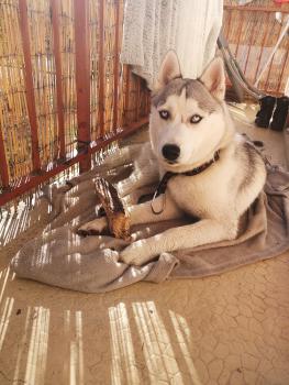 Rio, Husky Siberiano