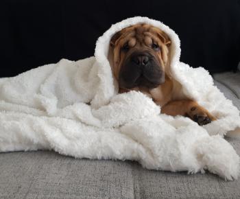 Rio, Shar Pei