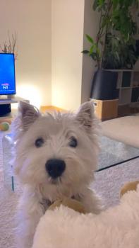 Lucky, Westies