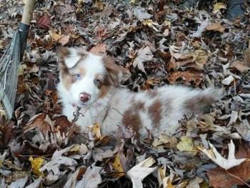 rose, Pastor Australiano