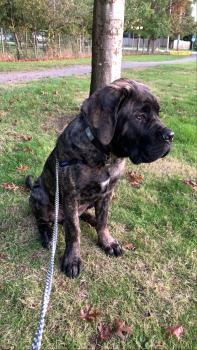 Babbar, Cane Corso