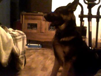 spike, Berger Allemand