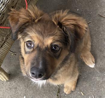 Trouble, Australian Shepherd