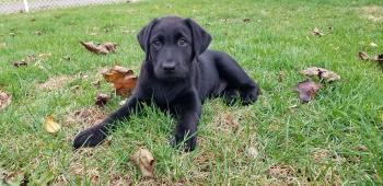 Molly, Labrador Retriever