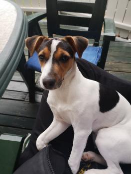 Lila, Jack Russell