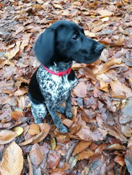 Phoebe, Braco Alemán De Pelo Corto