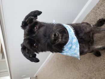 Tessa, Schnauzer gigante