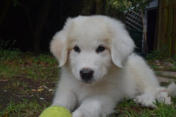 Roméo, Montaña de los Pirineos