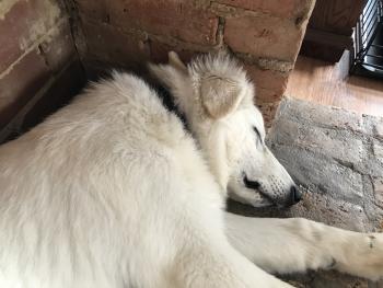 MacKenzie, Berger Blanc Suisse