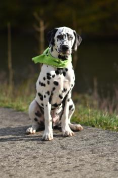 Nash, Dalmatien