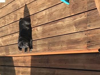 Rouky, Bulldog Francés