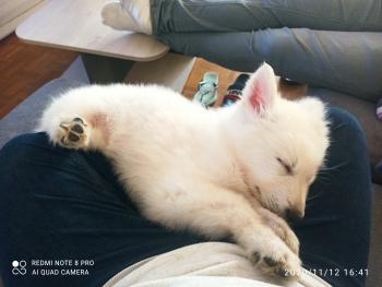 Rio, Berger Blanc Suisse