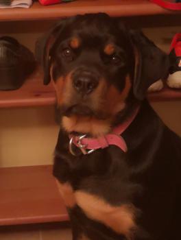 Zola, Rottweiler