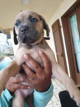 Reyka, Cane Corso