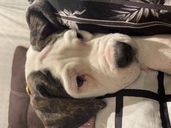 El Chapo, Bulldog americano