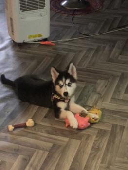 Leia blue, Husky Siberiano