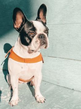 Pagaille, Bulldog Francés
