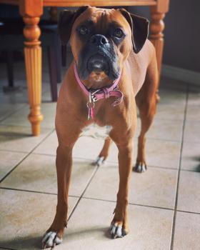 Rosie, Boxer