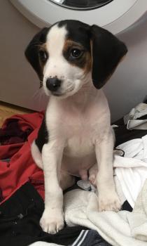 Robby, Beagle