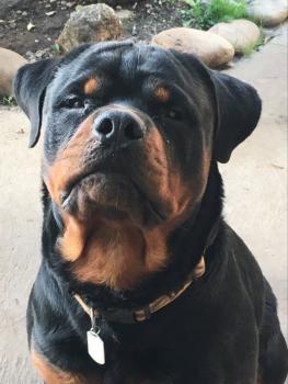 Reïki, Rottweiler