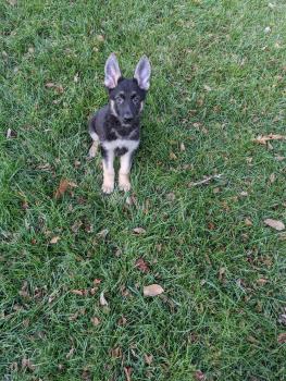 Brody, German Shepherd Dog