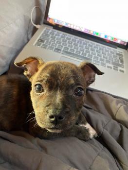RACAILLE, Staffordshire Bull Terrier
