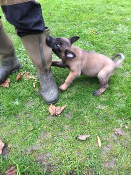 Wolfie, Cane da pastore belga