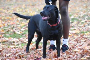 Gianna, Labrador Retriever