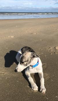 Lily, Whippet