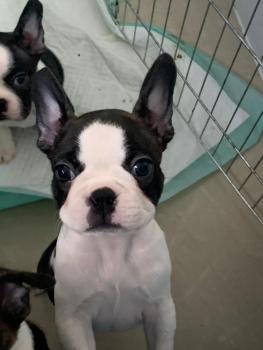 Queenie, Boston Terrier